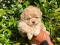 ANNE BABADAN ORJİNAL F1 MALTİPOO