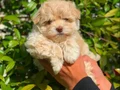 ANNE BABADAN ORJİNAL F1 MALTİPOO
