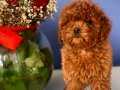 Safkan küt burun Macar toy Poodle yavrularımız