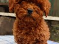 SAFKAN TEACUP RED BROWNPOODLE 