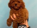 SAFKAN RED BROWN MACAR TOY POODLE YAVRUSU