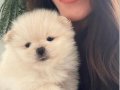 EN ORGİNAL POMERANIAN YAVRULARI