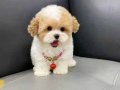 KORE TEDDY BABY SURAT MALTİPOO YAVRULARIMIZ