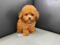 KORE TEDDY BABY SURAT MALTİPOO YAVRULARIMIZ
