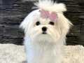 SAF KIF KAYITLI KOREAN TEACUP MALTESE YAVRULARIMIZ