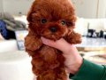 MUHTEŞEM SURAT KORE POODLE YAVRU 