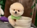 GÜLEN YÜZ TEDDYBEAR YAVRULARIMIZ