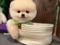 GÜLEN YÜZ TEDDYBEAR YAVRULARIMIZ