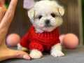 Korean maltese tcup