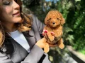 Tcup Boy Kore Poodle Yavrularım 