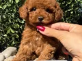 Tcup Boy Kore Poodle Yavrularım 