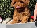 Tcup Boy Kore Poodle Yavrularım 