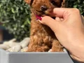 Tcup Boy Kore Poodle Yavrularım 
