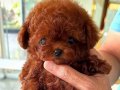 TÜRKİYEDE EN ORJINAL KORE TEACUP YAVRULAR 