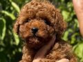 KORE BEBEK YÜZLÜ POODLE “TINTIN”