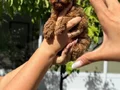 KORE BEBEK YÜZLÜ POODLE “TINTIN”