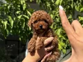 KORE BEBEK YÜZLÜ POODLE “TINTIN”