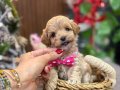 Kıvırcık Tüy Yapılı Bebek Suratlı Maltipoo Yavruları