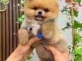 ORGİNAL BOO TÜRKİYENİN EN İYİ YAVRULARI