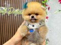 ORGİNAL BOO TÜRKİYENİN EN İYİ YAVRULARI