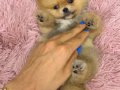 ORGİNAL BOO TÜRKİYENİN EN İYİ YAVRULARI