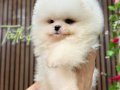 ORGİNAL KOREAN POMERANİAN YAVRULARI