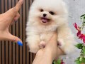 ORGİNAL KOREAN POMERANİAN YAVRULARI