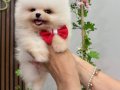 ORGİNAL KOREAN POMERANİAN YAVRULARI