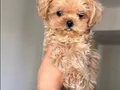 KOREAN MALTİPOO BEBEK YÜZLÜ