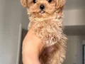 KOREAN MALTİPOO BEBEK YÜZLÜ