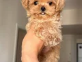 KOREAN MALTİPOO BEBEK YÜZLÜ