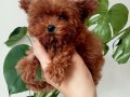 ANNE BABADAN ORGİNAL KORE TEACUP MALTİPOO SİSİ