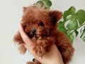 ANNE BABADAN ORGİNAL KORE TEACUP MALTİPOO SİSİ