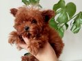 ANNE BABADAN ORGİNAL KORE TEACUP MALTİPOO SİSİ