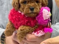 SAFKAN POODLE BEBEKLER 
