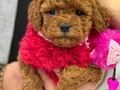 SAFKAN POODLE BEBEKLER 