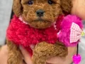 SAFKAN POODLE BEBEKLER 