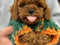 BEBEK SURAT POODLE YAVRULARIMIZ