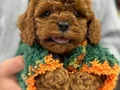 BEBEK SURAT POODLE YAVRULARIMIZ