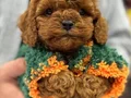 BEBEK SURAT POODLE YAVRULARIMIZ