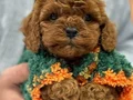 BEBEK SURAT POODLE YAVRULARIMIZ
