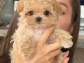 ORGİNAL MALTİPOO YAVRULARIMIZ