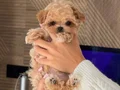 ORGİNAL MALTİPOO YAVRULARIMIZ