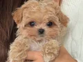 ORGİNAL MALTİPOO YAVRULARIMIZ