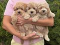 SAFKAN MALTİPOO YAVRULARI