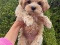 SAFKAN MALTİPOO YAVRULARI