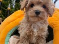 SAFKAN MALTİPOO YAVRULARI