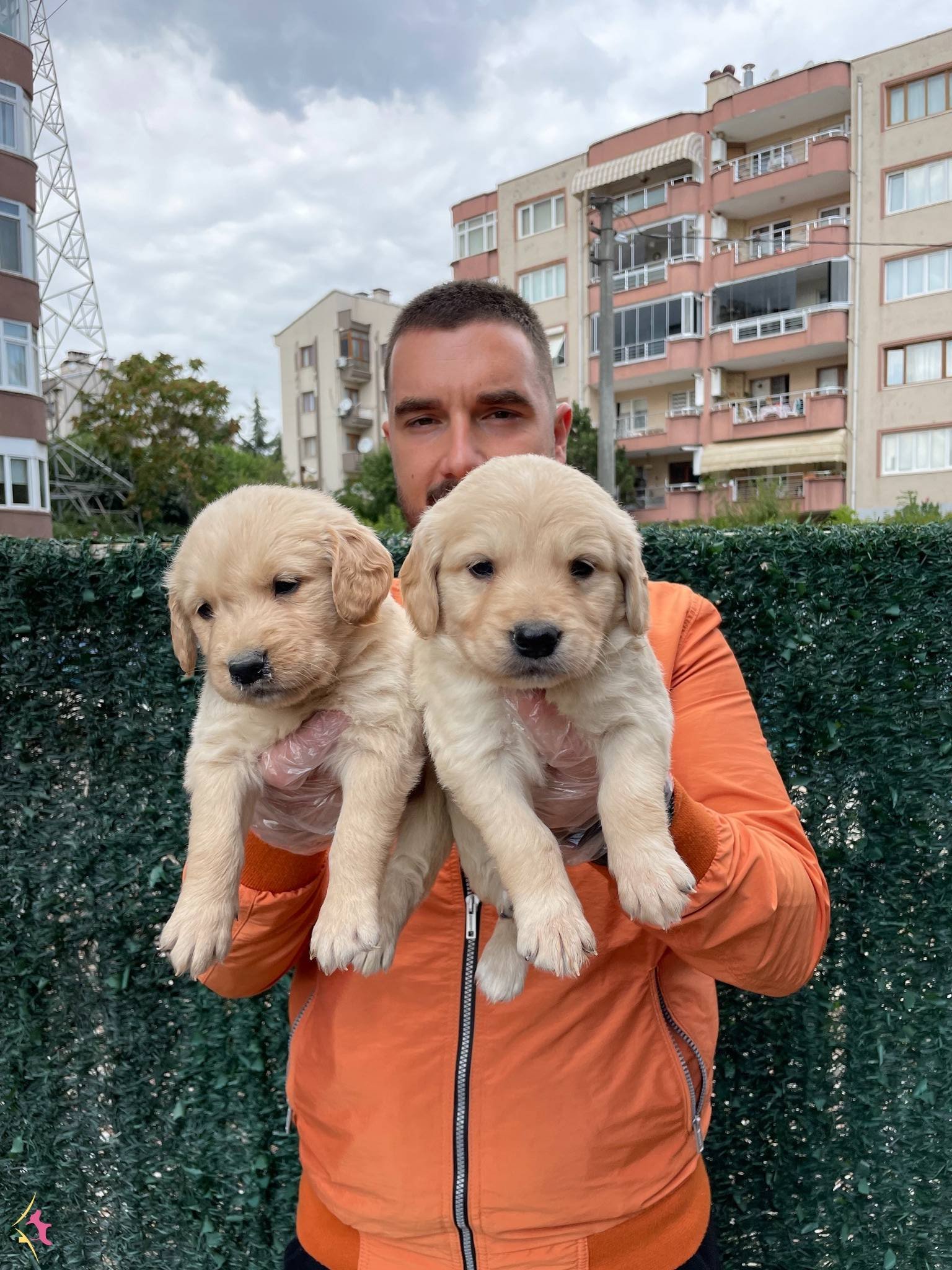 Satilik Golden Retriever Fiyatlari Kopek Dunyasi