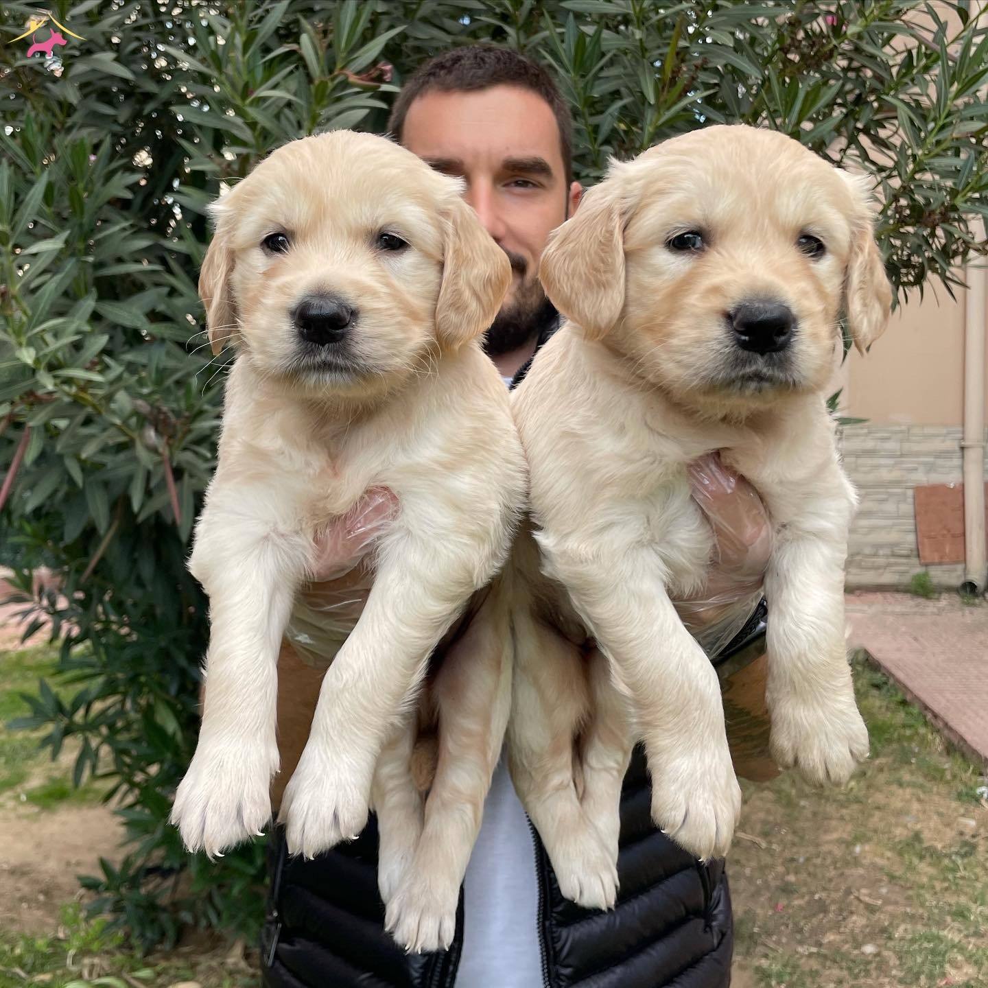 Satilik Golden Retriever Fiyatlari Kopek Dunyasi