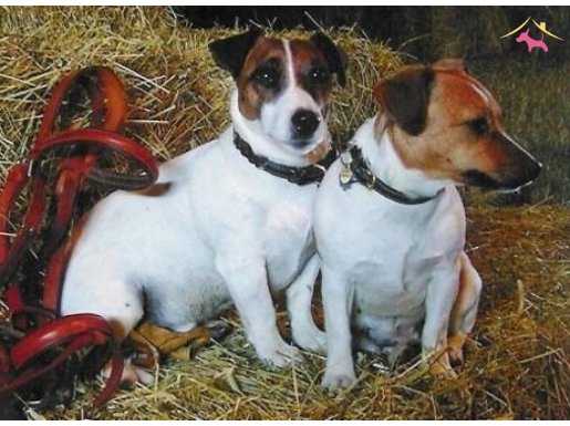 MASKE FİLMİNİN KAHRAMANI JACK RUSSEL TERRİER YAVRULARI